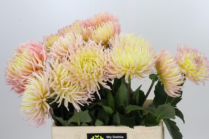 <h4>Dahlia Spider Zalm</h4>
