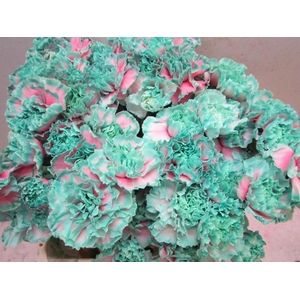 Di St G Bubbelicious