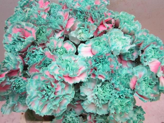 <h4>Di St G Bubbelicious</h4>