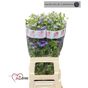 DELPH EN M LAVENDER