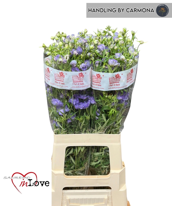 <h4>DELPH EN M LAVENDER</h4>