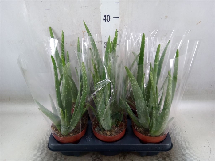 <h4>Aloe vera</h4>
