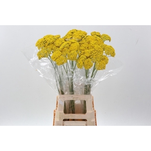 Achillea Parker Variety