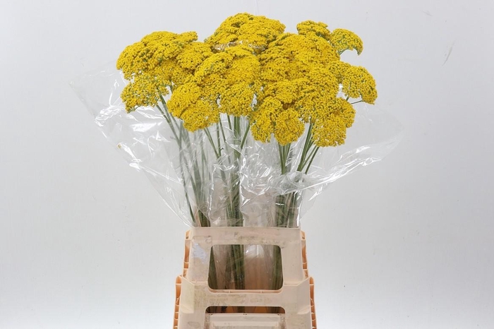 <h4>Achillea Parker Variety</h4>