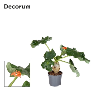Jatropha Podagrica Oranje Decorum