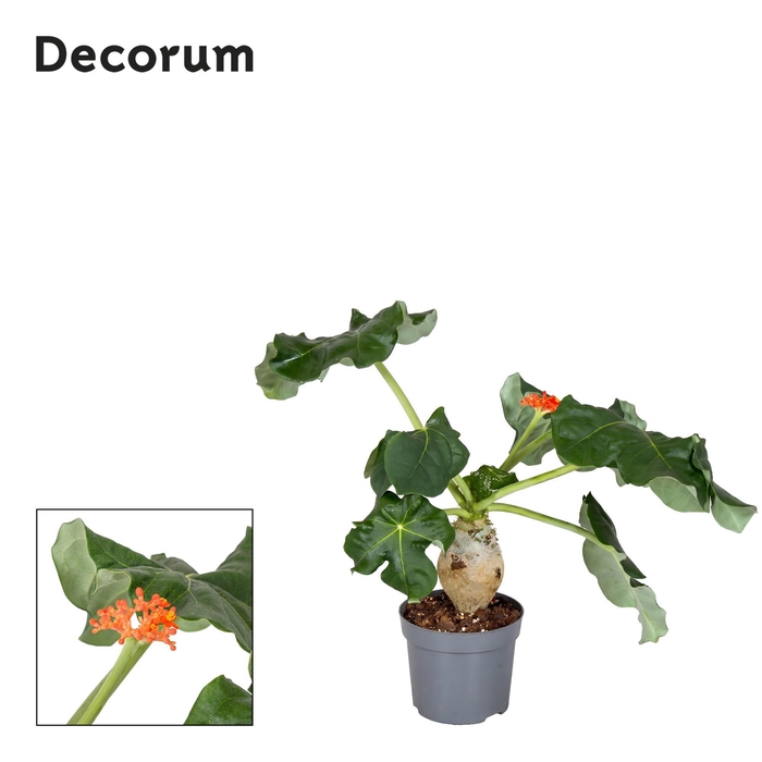 <h4>Jatropha Podagrica Oranje Decorum</h4>