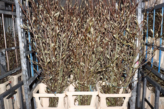 <h4>Magnolia Extra Per Tak Bloei</h4>