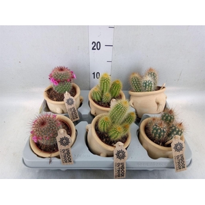 Cactus   ...mix