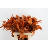 QUERC RUBRA 60CM FROST ORANGE