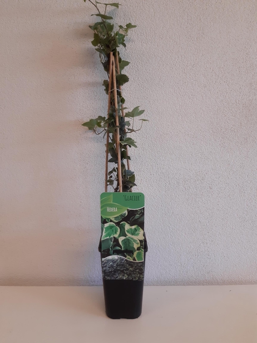<h4>Hedera Helix Glacier</h4>