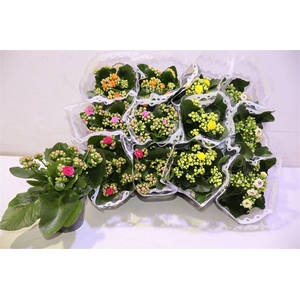 arr8 Kal Ge Gem 5 Kl