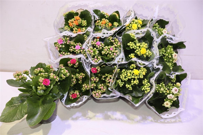 <h4>arr8 Kal Ge Gem 5 Kl</h4>