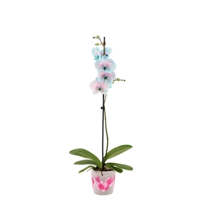 Fiore Pink Phal I Am Bubblegum 1T9+(24 uur levertijd)