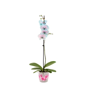 Fiore Pink Phal I Am Bubblegum 1T9+(24 uur levertijd)