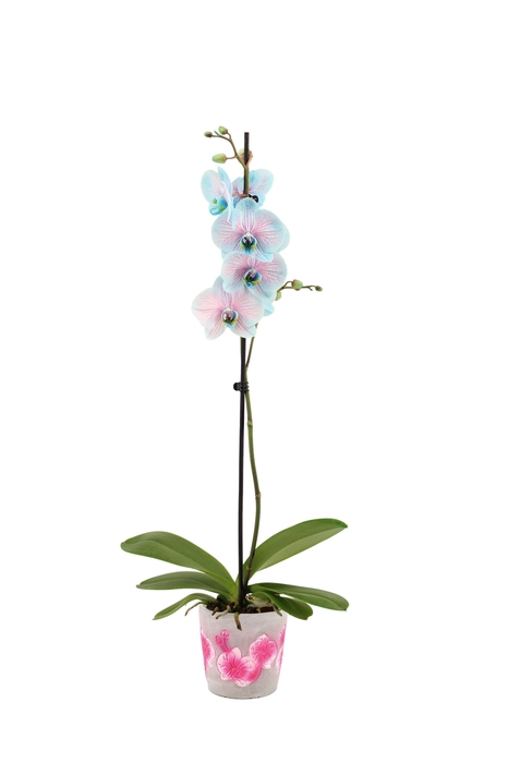 <h4>Fiore Pink Phal I Am Bubblegum 1T9+(24 uur levertijd)</h4>