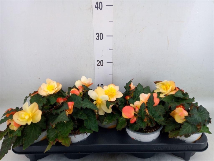<h4>Begonia pendula 'Wfall Angel Orang'</h4>