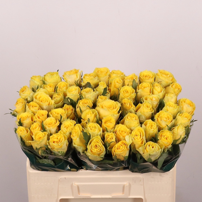 <h4>R GR GOOD TIMES</h4>