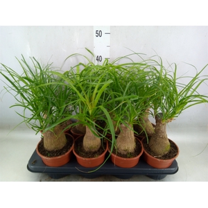 Beaucarnea recurvata