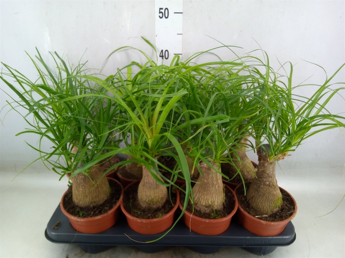 <h4>Beaucarnea recurvata</h4>