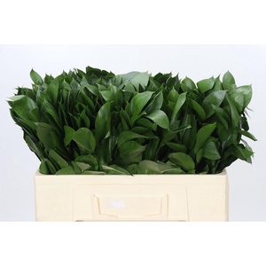 Ruscus aculeatus   ...groot blad