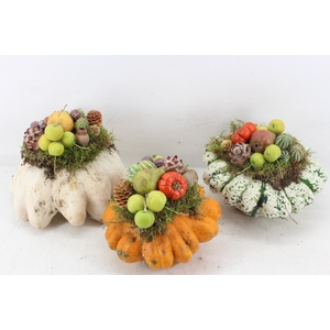 arr4 Sierfruit PP - Pattison x4 mix