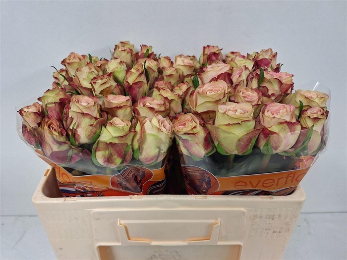 <h4>R GR UPPER SECRET</h4>