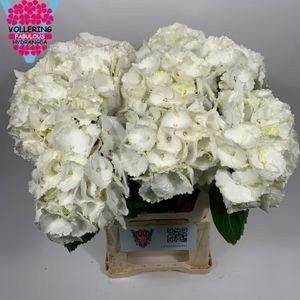 <h4>HYDR M SCHNEEBALL</h4>