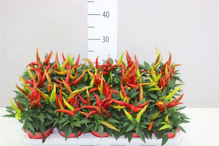 <h4>Capsicum Joker</h4>