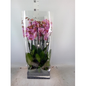 Phalaenopsis  'Brother You'