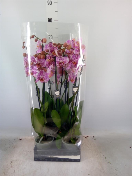 <h4>Phalaenopsis  'Brother You'</h4>