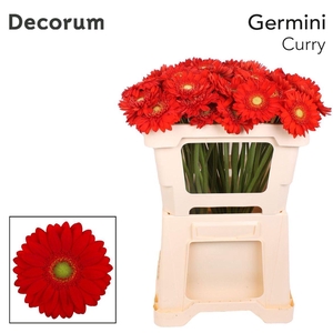 Ge Mi Curry 07 CM,(NL),MPS C,(20)