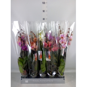 Phalaenopsis   ...mix  7
