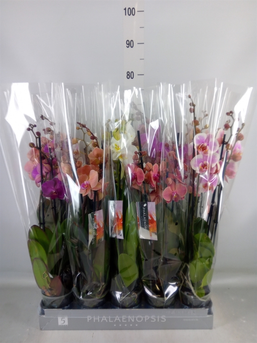 <h4>Phalaenopsis   ...mix  7</h4>
