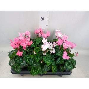 Cyclamen KL 'Metis Victoria'