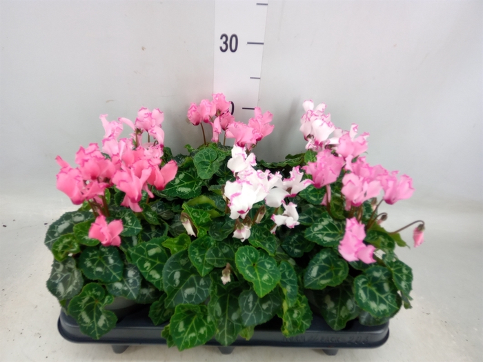 <h4>Cyclamen KL 'Metis Victoria'</h4>