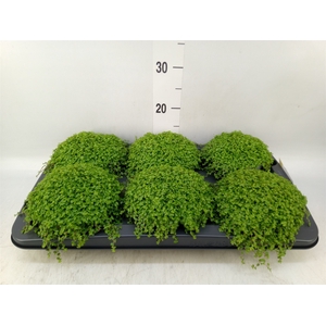 Soleirolia soleirolii   ...green