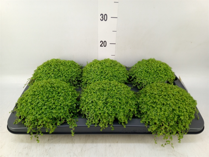 <h4>Soleirolia soleirolii   ...green</h4>