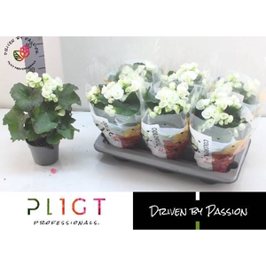 BEGONIA WHITE CLARA P14