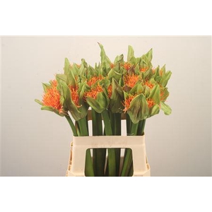 Scadoxus M Flame