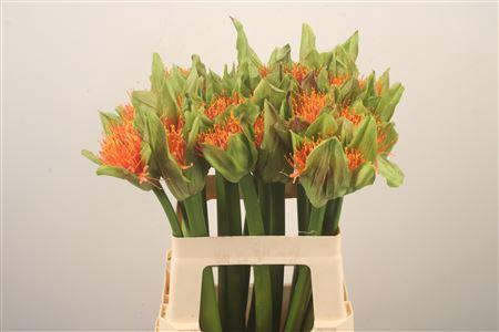 <h4>Scadoxus M Flame</h4>