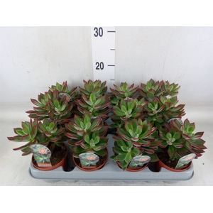 Echeveria pulvinata 'Devotion'