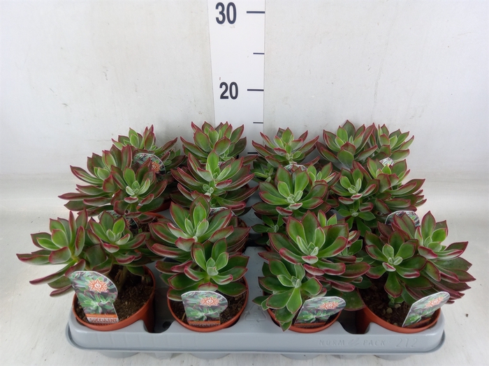 <h4>Echeveria pulvinata 'Devotion'</h4>