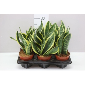 Sansevieria Tr Futura Superba