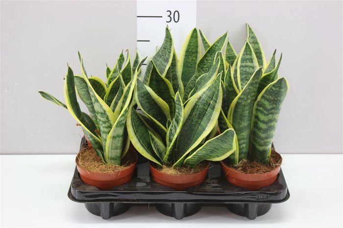 <h4>Sansevieria Tr Futura Superba</h4>