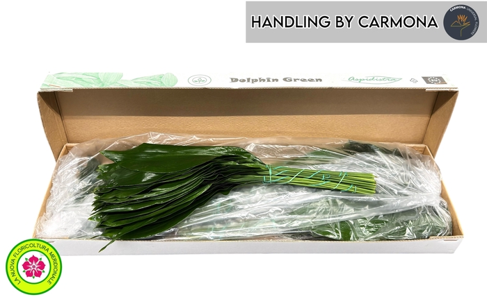 <h4>ASPID ELATIOR</h4>