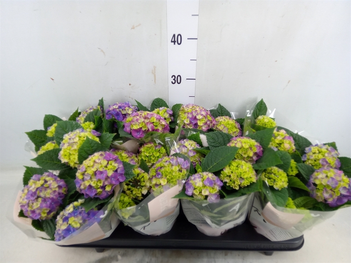 <h4>Hydrangea mac. 'Ningbo'</h4>