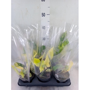 Philodendron  'Florida Ghost'