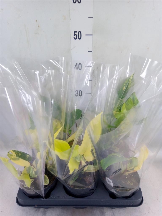 <h4>Philodendron  'Florida Ghost'</h4>