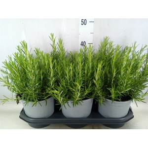 Rosmarinus officinalis   ...
