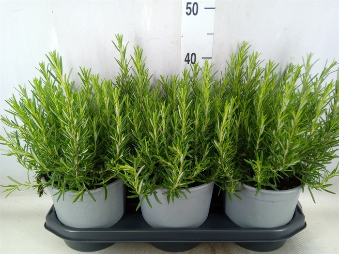<h4>Rosmarinus officinalis   ...</h4>